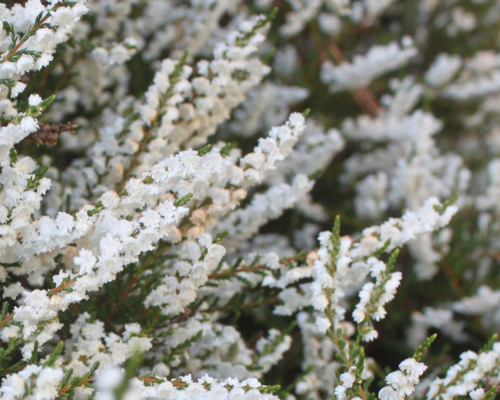 White Heather